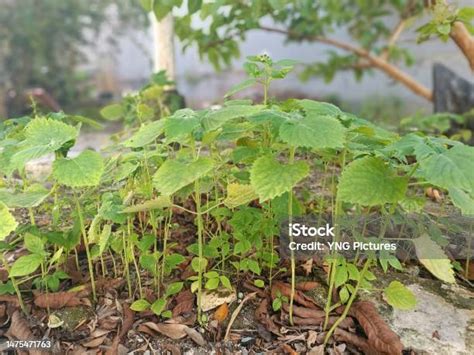 Fungsi daun matcho  Jaringan Daun dan Fungsinya – Daun adalah organ tanaman pada batang atau cabang
